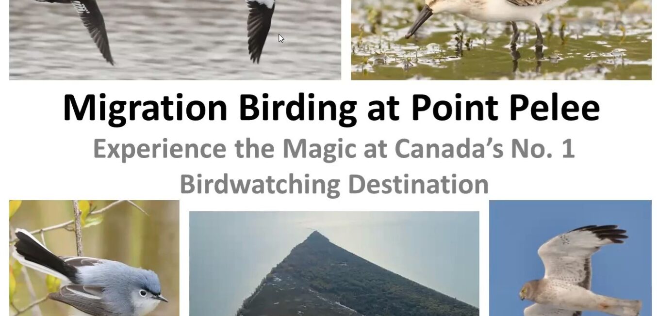 Recap: Migration Birding at Point Pelee with Jeremy Bensette