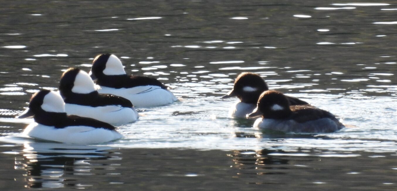 Recap 2024 Christmas Bird Count