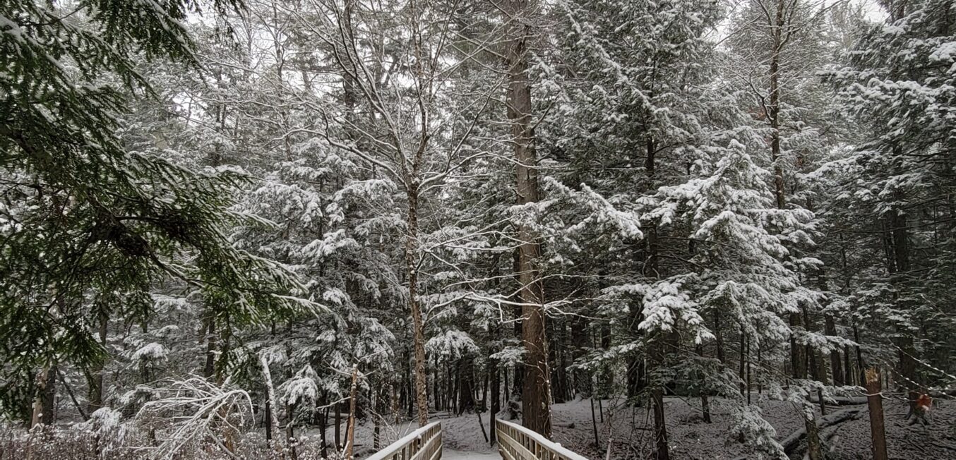 Recap: Forests & Forest Health